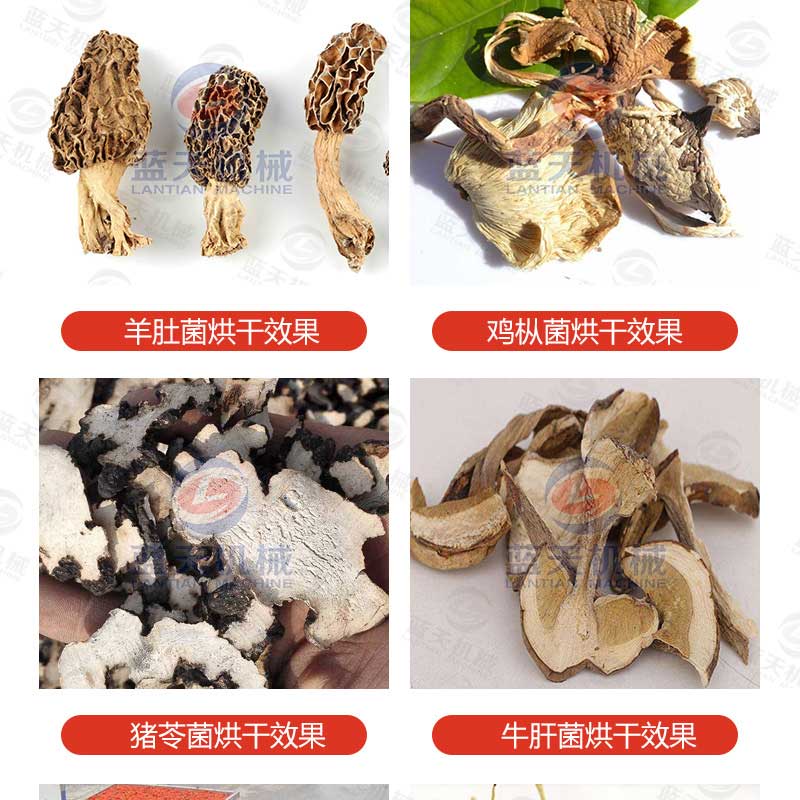 羊肚菌烘干機烘干效果